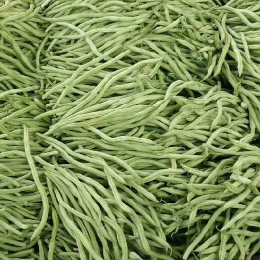 莘县绿龙芸豆粒