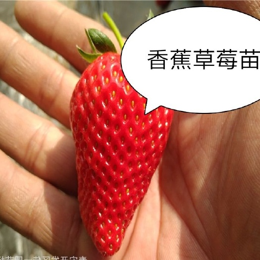 高州市香蕉草莓苗  红颜草莓种苗，繁殖快
结果长，病虫害少