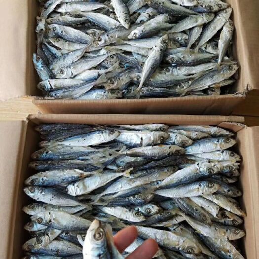 漳浦县巴浪鱼干 精品小巴郎鱼干