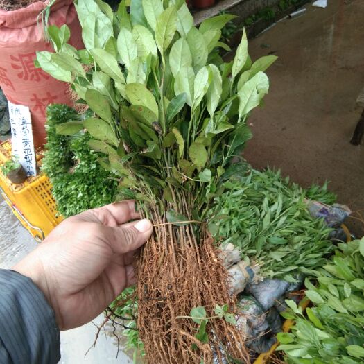 阳朔县柚子苗 实生苗 0.2米以下