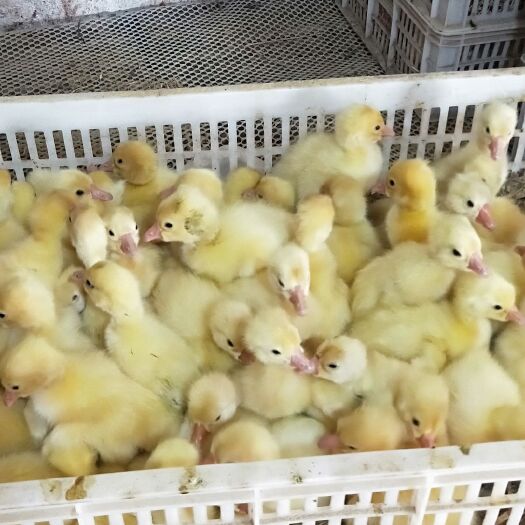 郓城县大白沙鹅苗