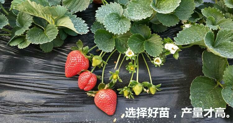 沭阳县红颜草莓苗  10公分以下 地栽苗 红颜草莓苗