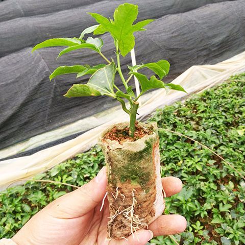 育苗袋/育苗杯/容器袋 無紡布育苗袋 平面尺寸10/12