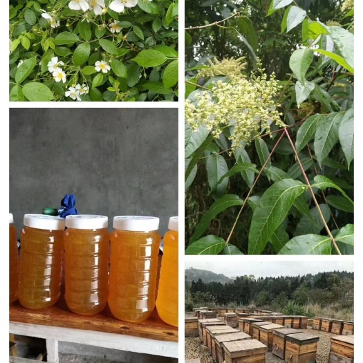 重庆市纯正蜂蜜，物美价廉。
