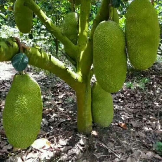 玉林海南菠萝蜜 15斤以上