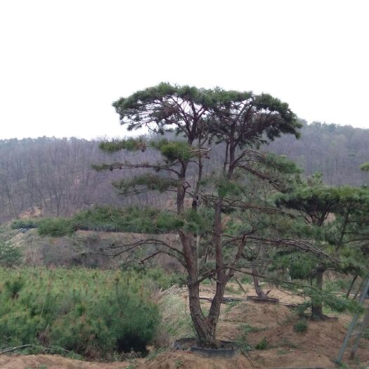 东北油松