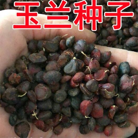 沭阳县玉兰种子 白玉兰 黄玉兰