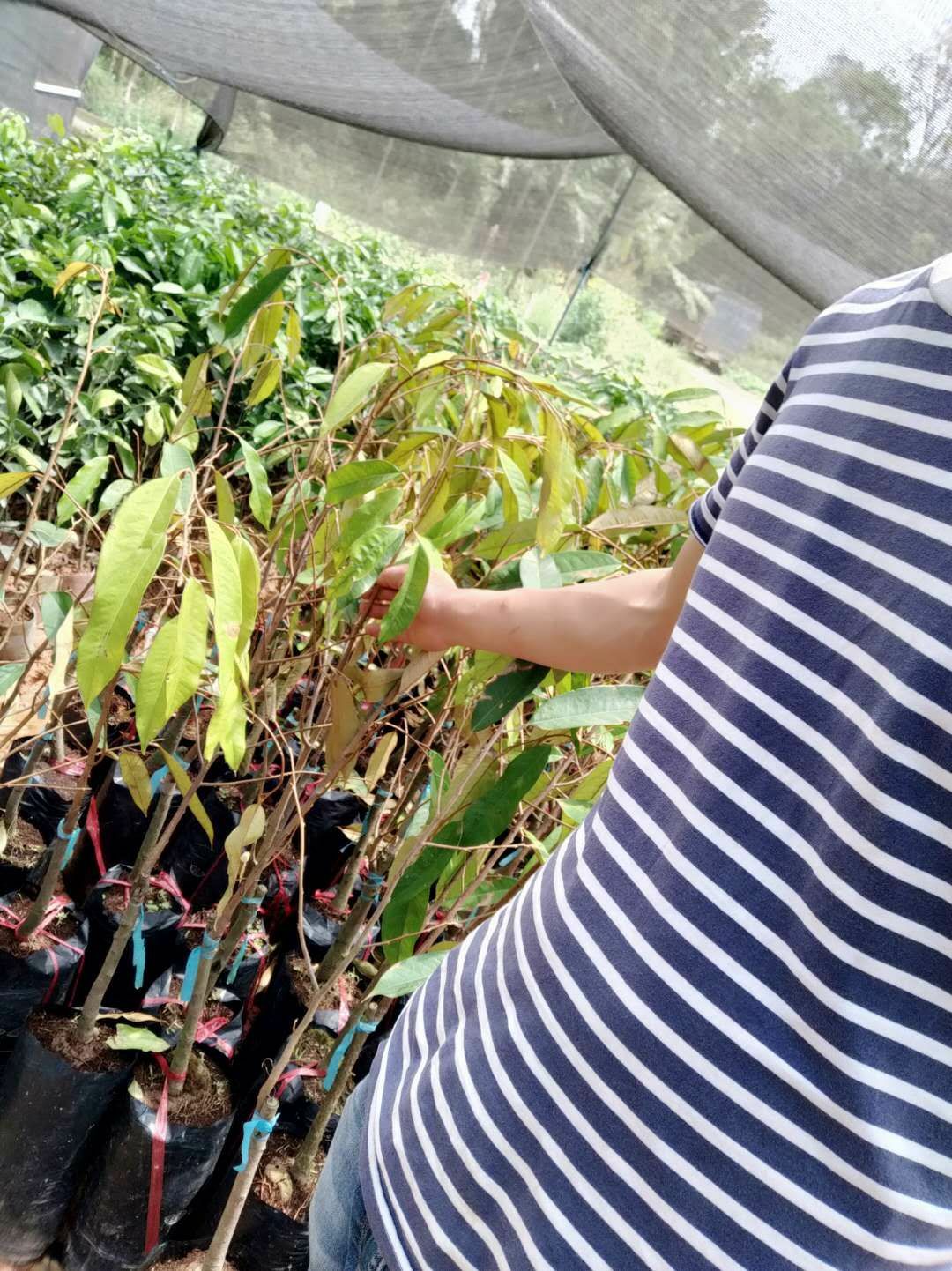  榴莲苗  泰国榴莲苗  猫山王 金枕头    包邮