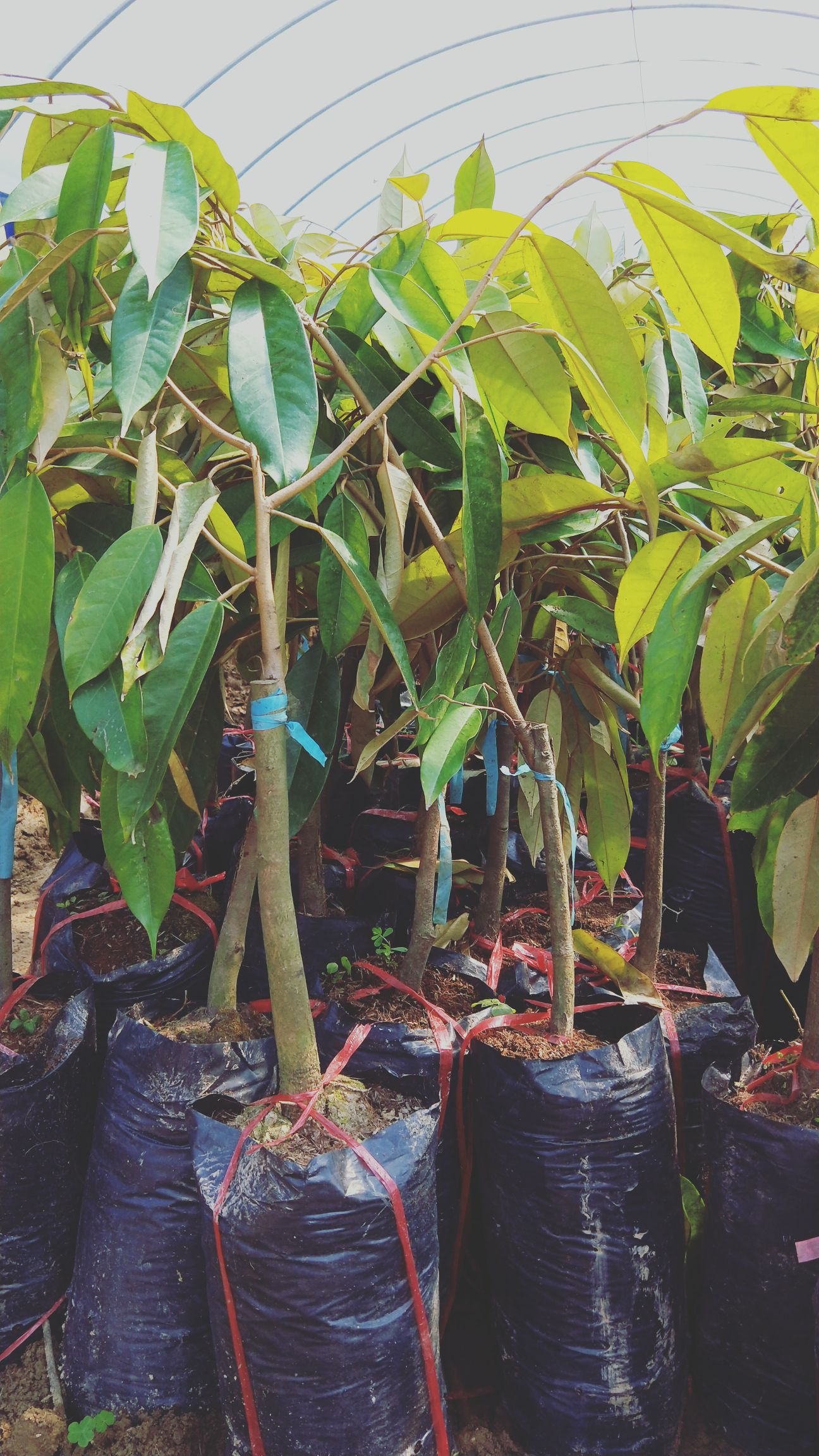  榴莲苗  泰国榴莲苗  猫山王 金枕头    包邮