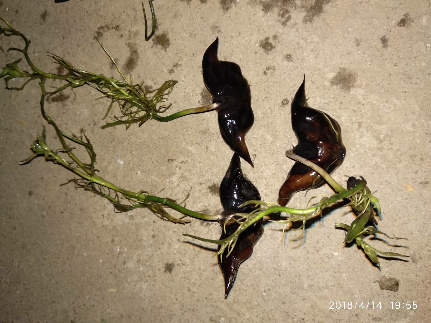 菱角种苗 菱角苗 夏季水生植物 优质大菱角苗 青菱角苗红