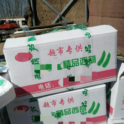 平原县绿皮西葫芦   产地直供西葫芦|