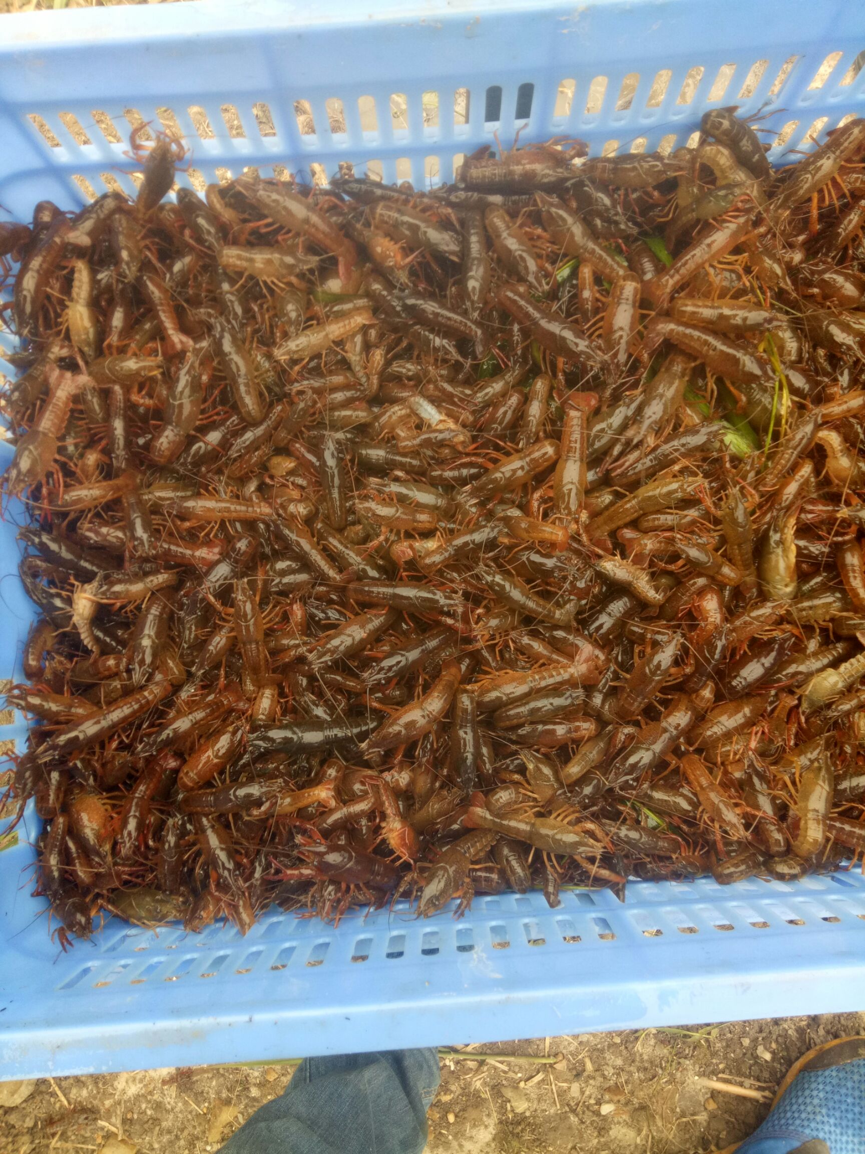《推荐》桂林龙虾苗