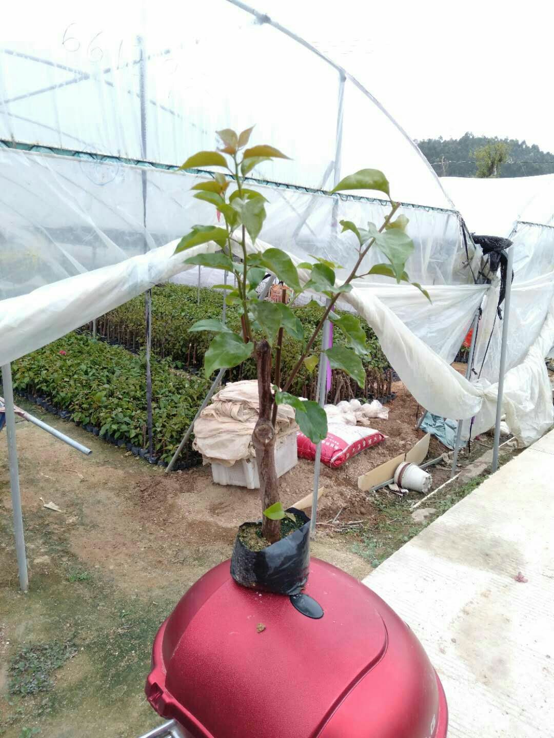 水红三角梅 0.2~0.5米