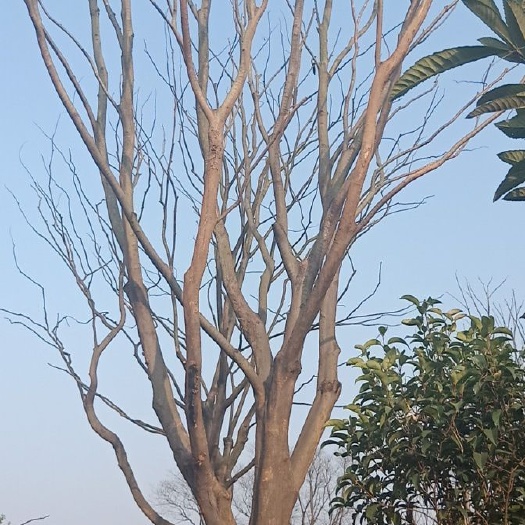 句容市 本苗圃长年供应各种规格朴树(含丛生)，欢迎新老朋友惠顾