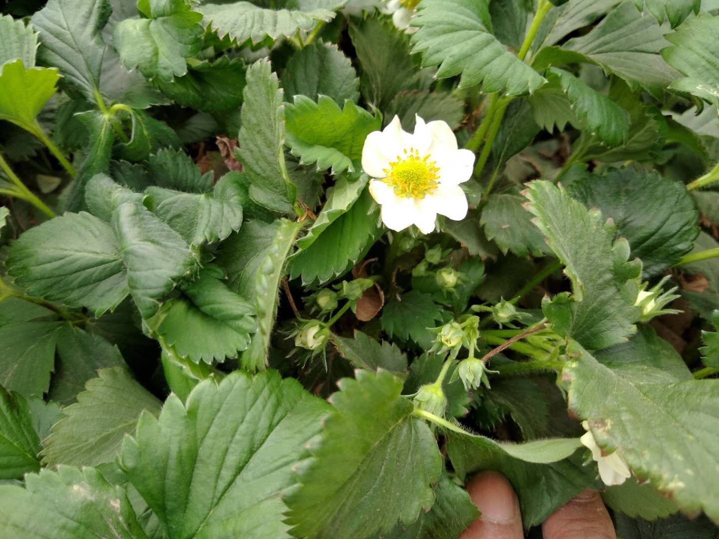 红颜草莓苗 10~20公分 地栽苗