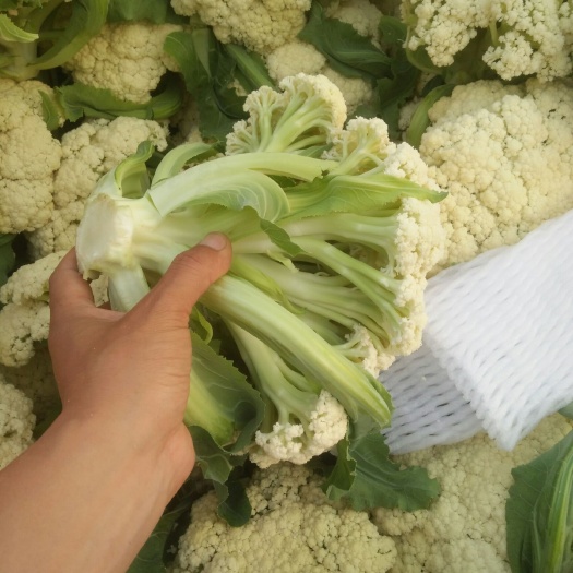 沛县松花菜 2~3斤 适中
