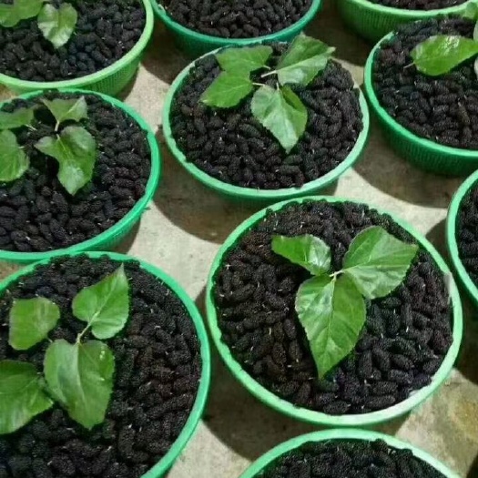 泊头市黑珍珠桑葚 2 - 3cm