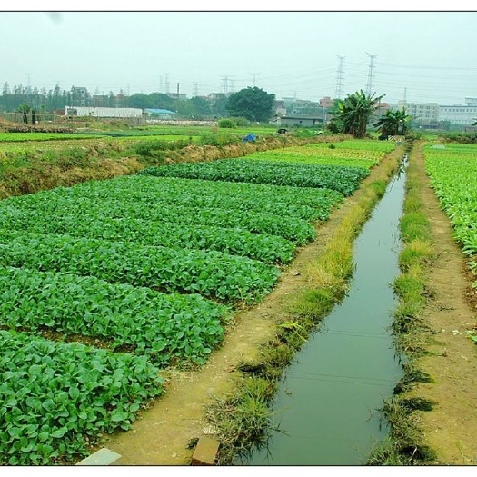 中山市圆叶菜心 10cm以上