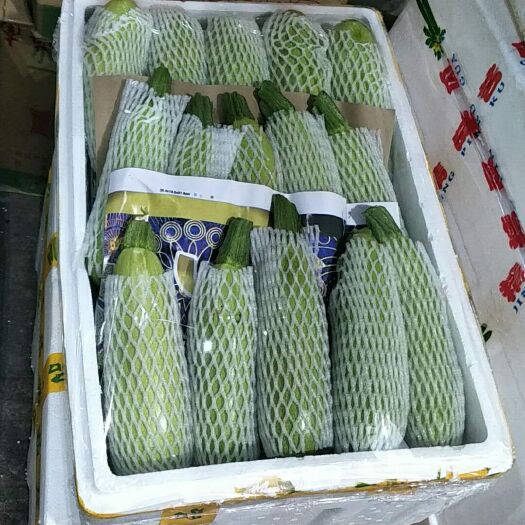 东莞市绿皮西葫芦 1斤~1.5斤