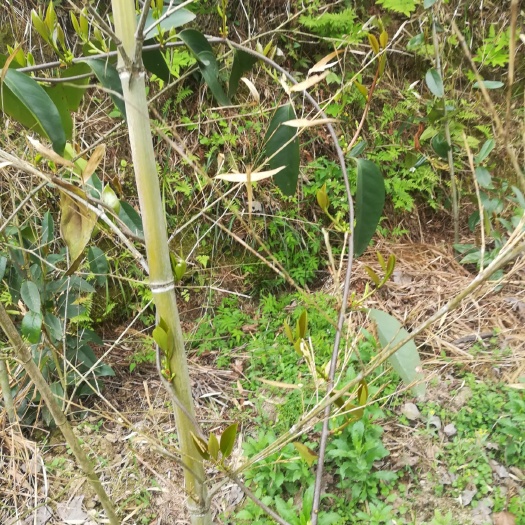 黎平县粉红一号