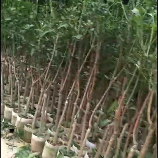 灵山县青芒果苗