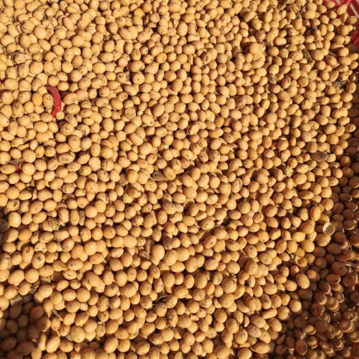 亳州黄大豆 生大豆 1等品