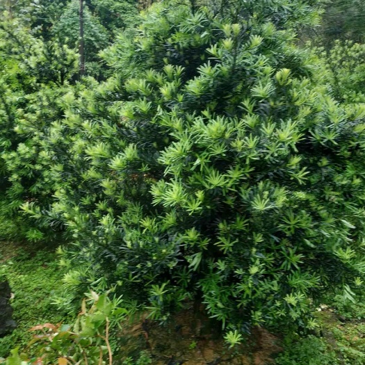 英德市短叶罗汉松 矮庄盆景货源