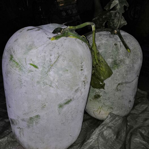 遂溪县白皮冬瓜 40斤以上 地冬瓜