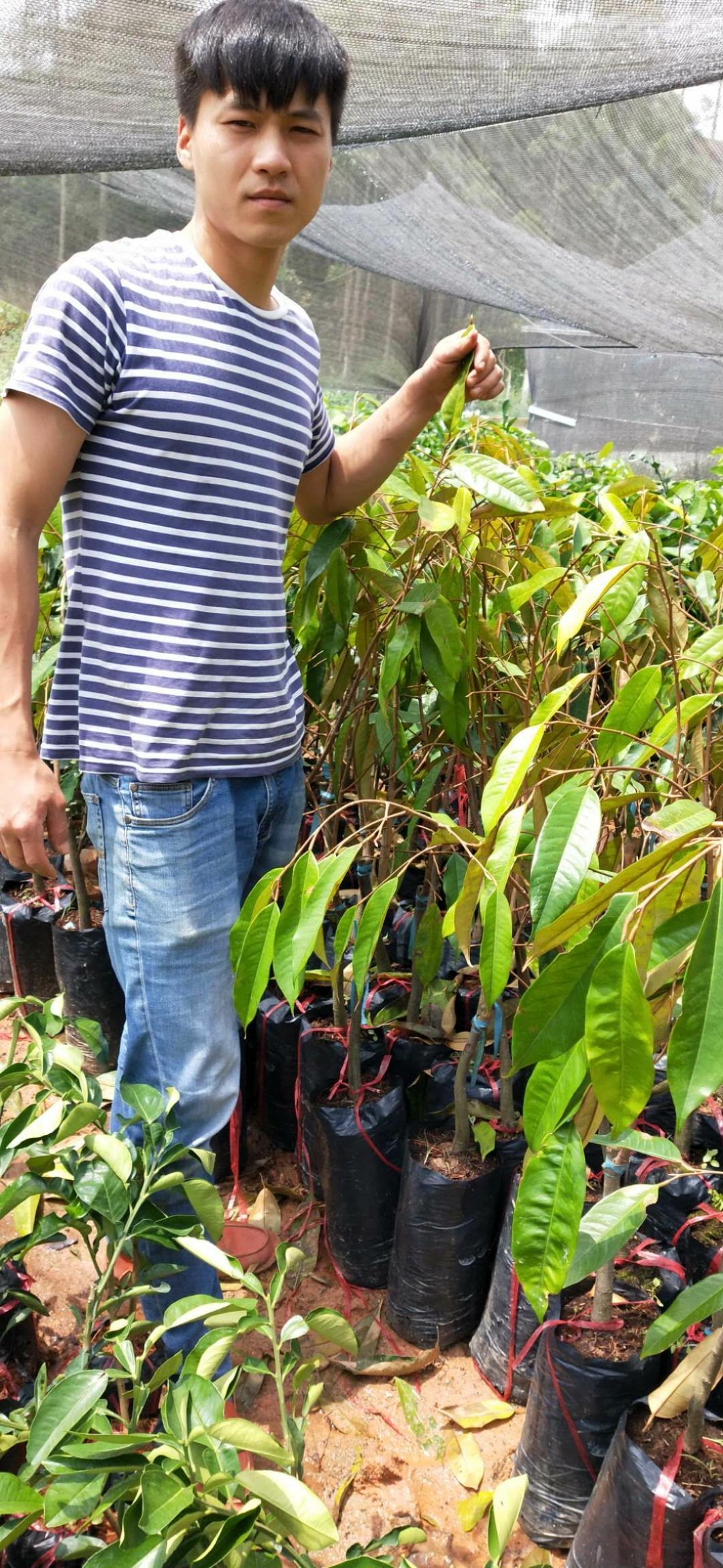  榴莲苗  泰国榴莲苗  猫山王 金枕头    包邮