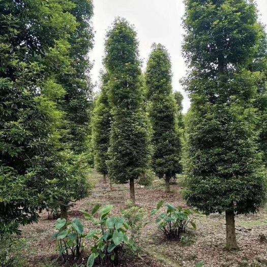 小叶桢楠 批发基地，桢楠杯苗地苗，高1米小叶桢楠杯苗桢楠绿篱