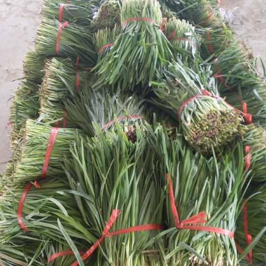 石家庄大叶韭菜 头茬 20~30cm