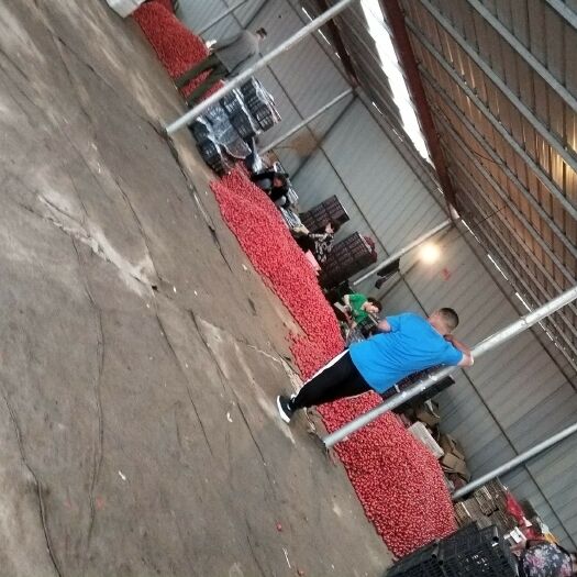 莘县千禧圣女果