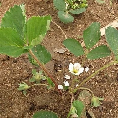 蒙阴县四季草莓苗 10~20公分 地栽苗