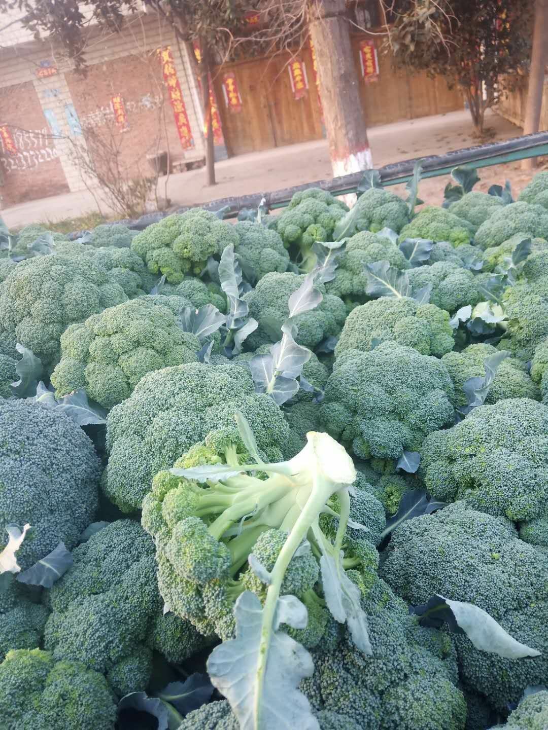 炎秀西兰花 0.8~1.2斤 10~15cm