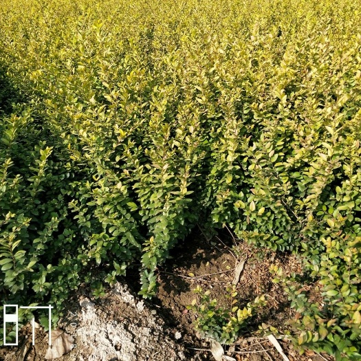 金叶女贞苗基地直销
