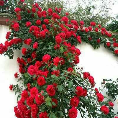 爬薔薇