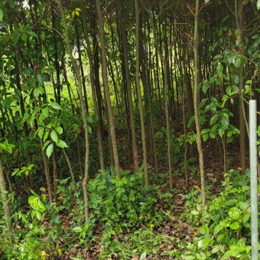 宾阳县 香樟树