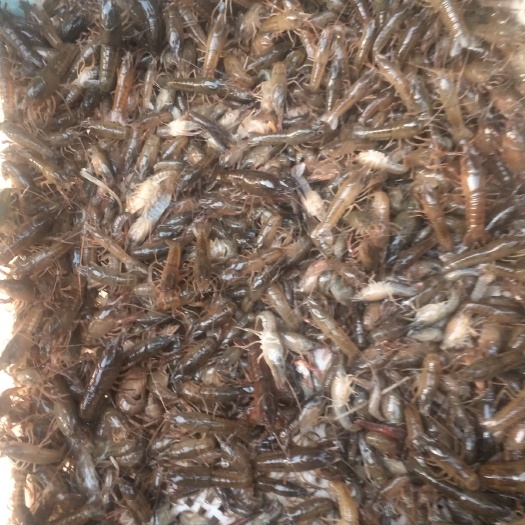 霍邱县小龙虾苗
