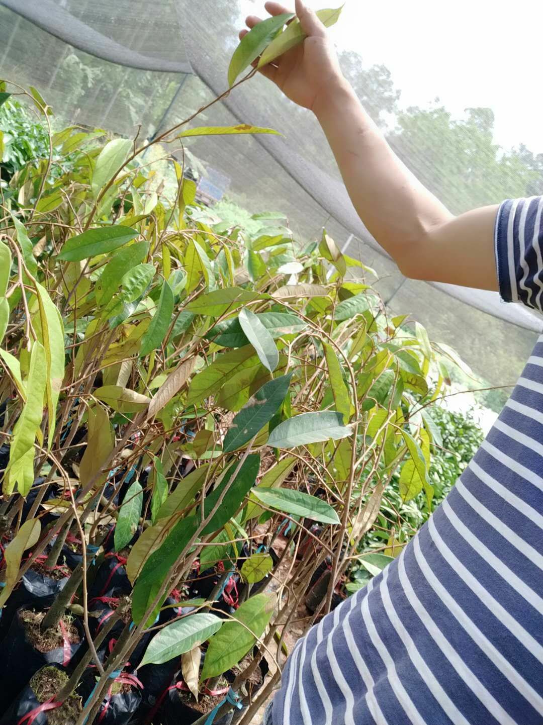  榴莲苗  泰国榴莲苗  猫山王 金枕头    包邮