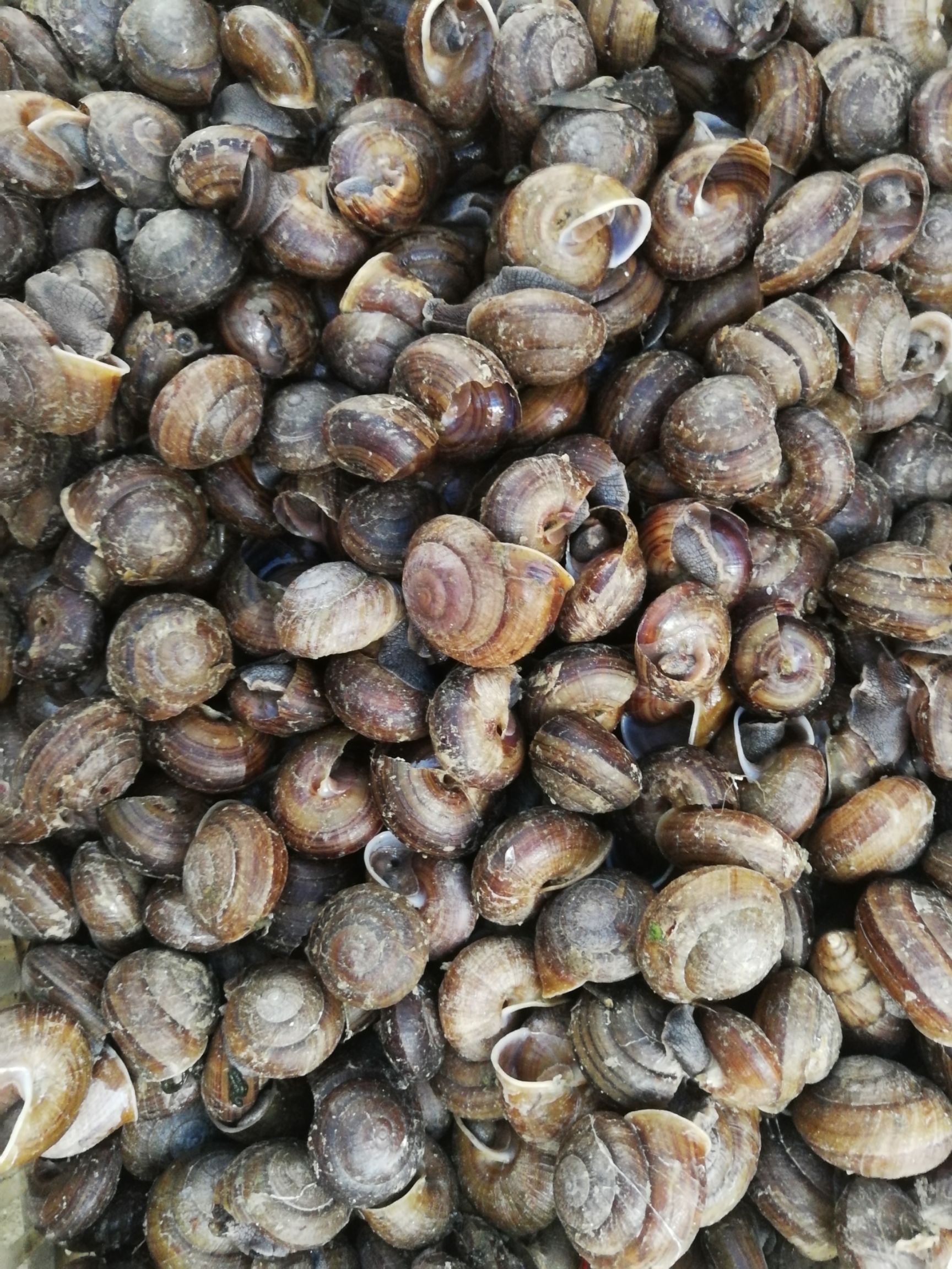 [蜗牛不限品种批发]蜗牛价格10元\/斤 100斤起批