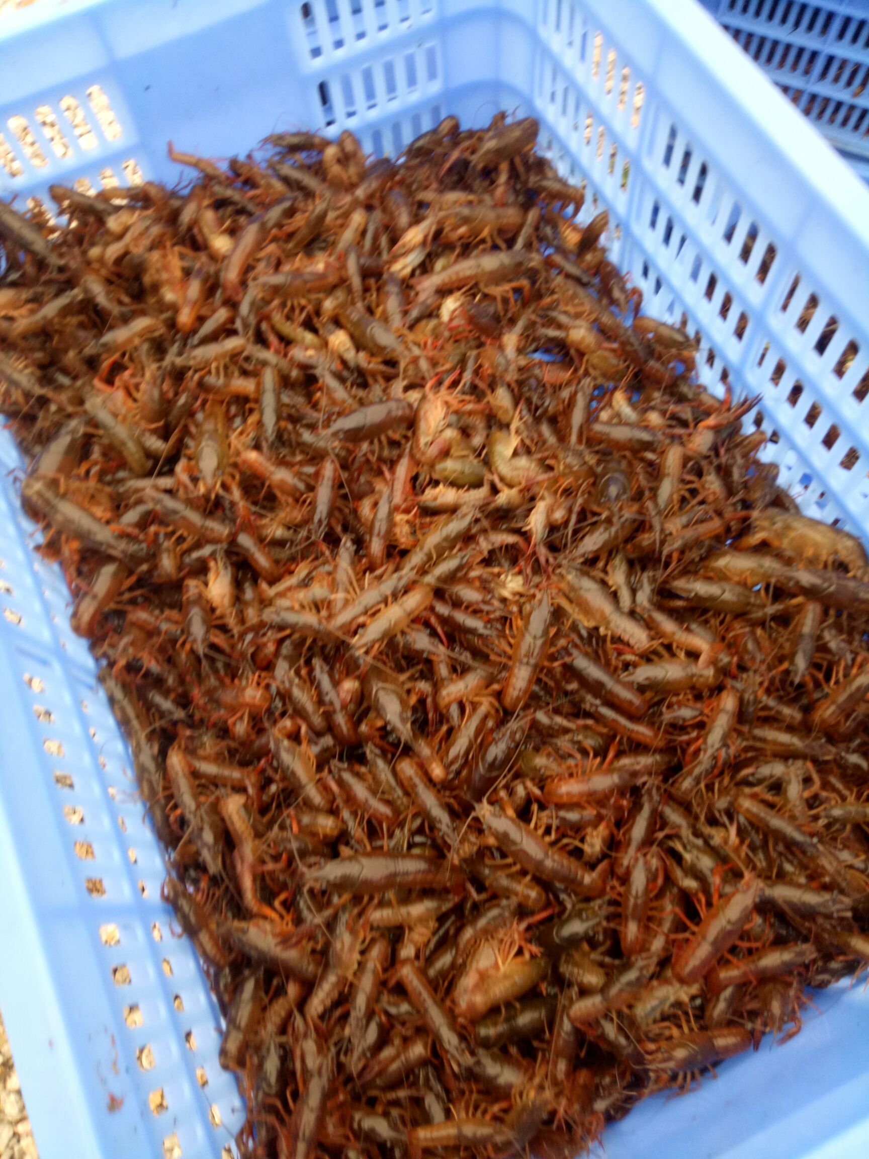 《推荐》桂林龙虾苗