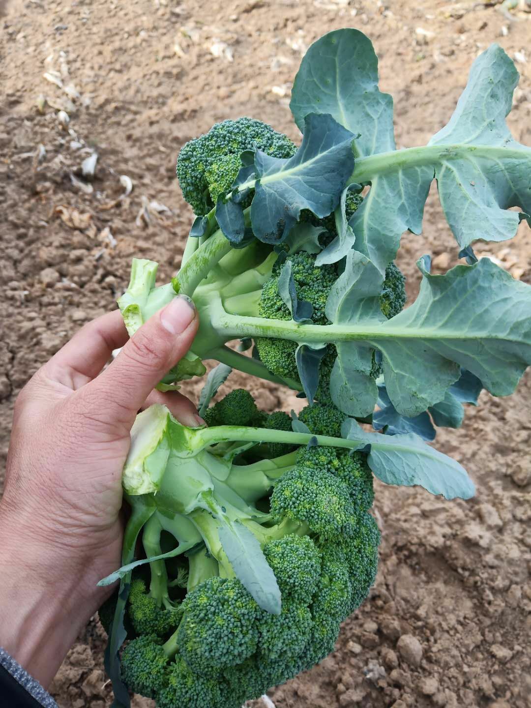 炎秀西兰花 0.8~1.2斤 10~15cm