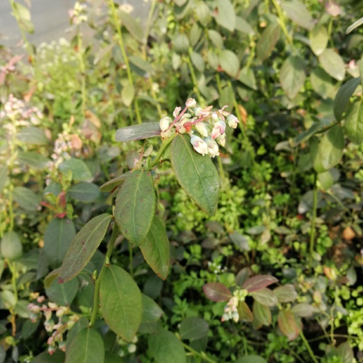 泰安兔眼蓝莓苗