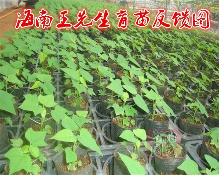 邵东市木瓜种子 矮株大果红妃木瓜1包100粒