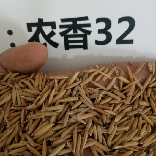 益阳黄花粘大米 一等品 晚稻 籼米