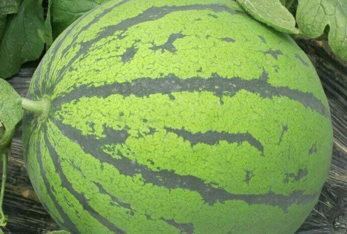 大荔县甜王西瓜 10斤打底 8成熟 1茬 无籽