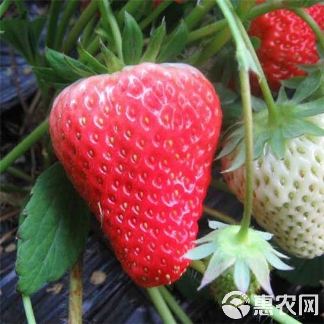 四季草莓苗，四季开花结果，每天都有草莓吃，小孩老人乐呵呵