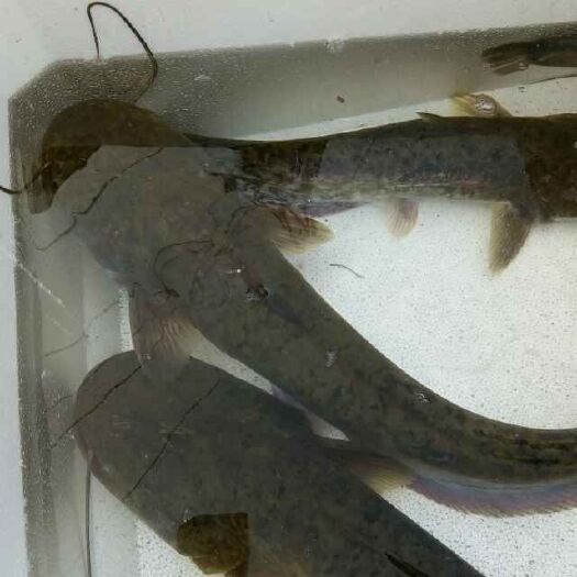 思茅大口鲶鱼苗