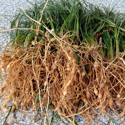 万载县麦冬草  花草，药材同用，适合作公园，观赏花草。
