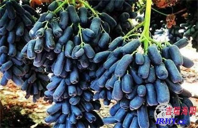 平邑县 蓝宝石葡萄苗现挖现卖保证纯度都是鲜苗，死苗免费补发，